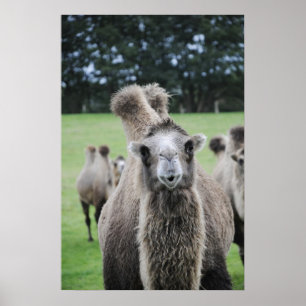 Póster Camel Poster