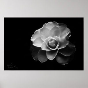 Póster camelia blanca BW
