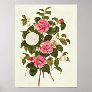 Póster Camelia "de una monografía en los géneros