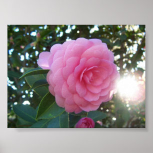 Póster Camelia Japonica