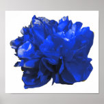 Póster Camelia Pop Blue<br><div class="desc">Colorido arte pop camelia.</div>