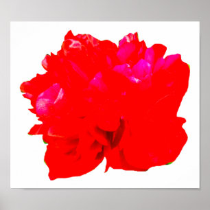 Póster Camelia Pop Red