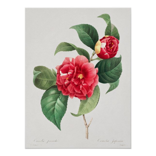 Póster Camelia Variada, Pierre-Joseph Redouté, 1833 (Anverso)