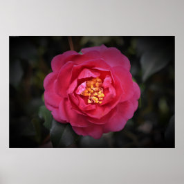 Póster Camellia,