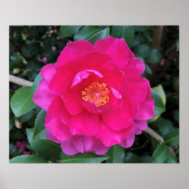 Póster Camellia,