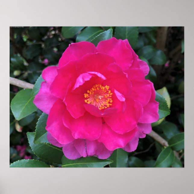 Póster Camellia, (Frente)