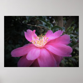 Póster Camellia,