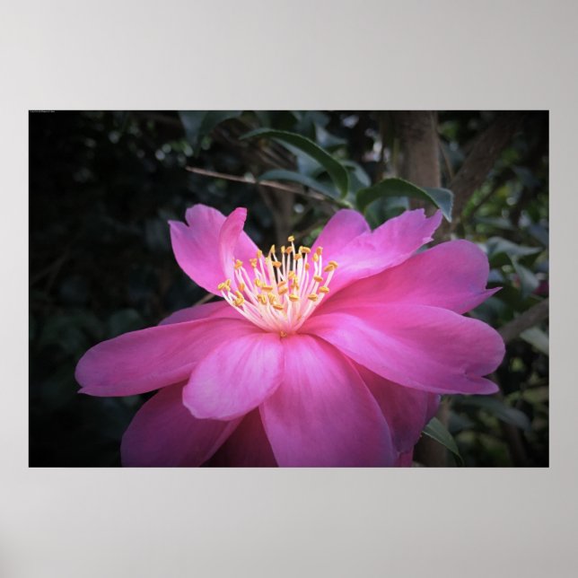 Póster Camellia, (Frente)
