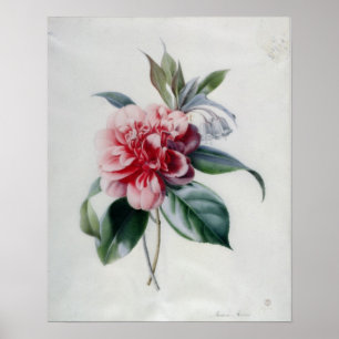 Póster Camellia