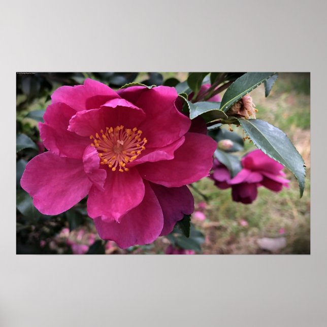 Póster Camellia, (Frente)