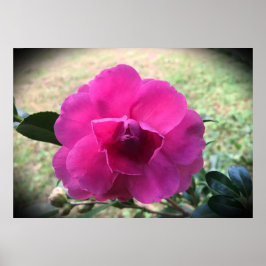 Póster Camellia,