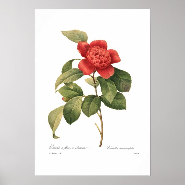 Póster Camellia (Frente)