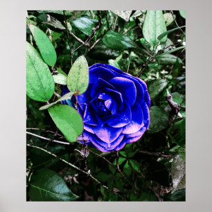Póster Camellia Azul 401
