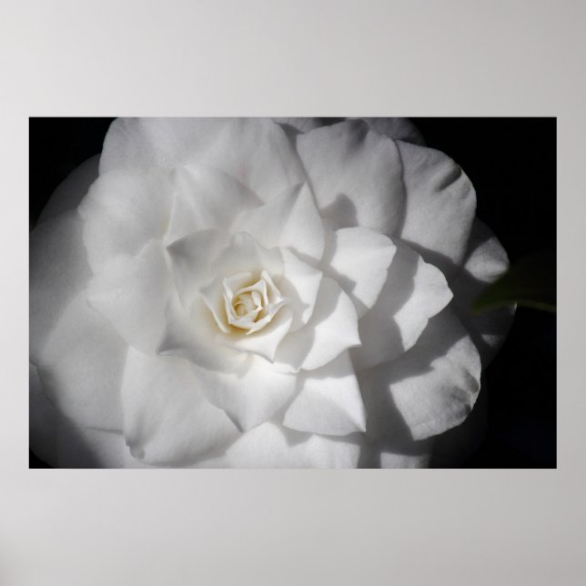 Póster Camellia blanca (Frente)