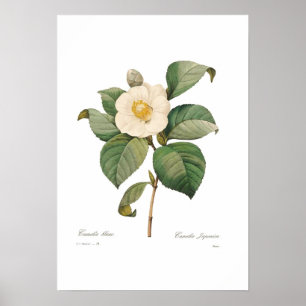 Póster Camellia blanca única
