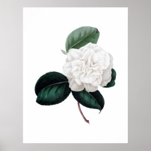 Póster Camellia, flor blanca, huella botánica