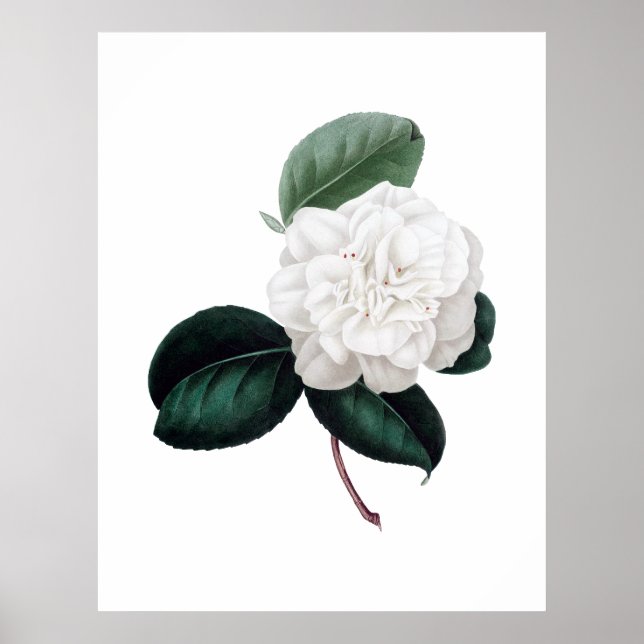Póster Camellia, flor blanca, huella botánica (Frente)