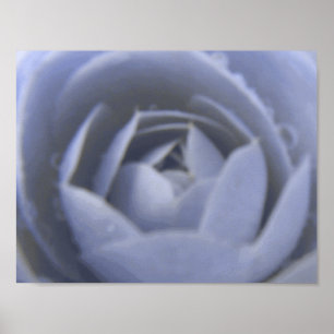 Póster Camellia Frozen Beauty Print