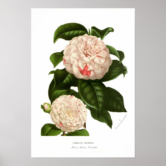 Póster Camellia japonica (Frente)