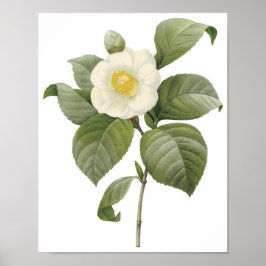 Póster Camellia Japonica