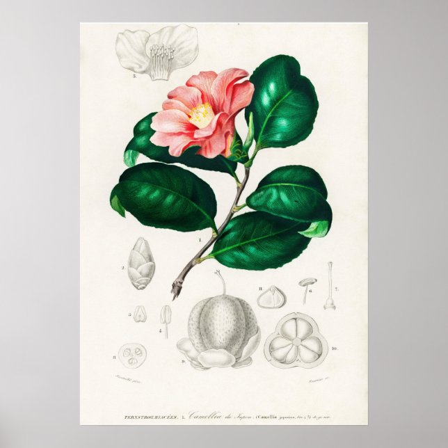 Póster Camellia japonica (Camélia du Japon) (Frente)