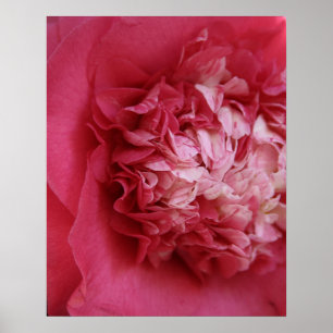 Póster Camellia rosa caliente