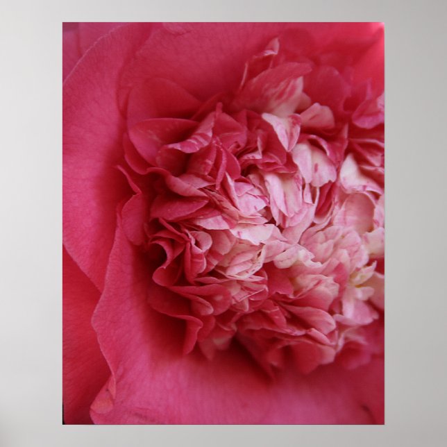 Póster Camellia rosa caliente (Frente)