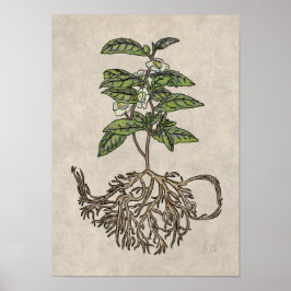 Póster Camellia sinensis - planta de té