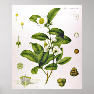 Póster Camellia Sinensis Thea Sinensis Tea Tree Poster