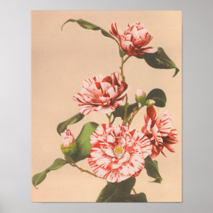 Póster Camellias rayadas de Ogawa Kazumasa (1887-1897)