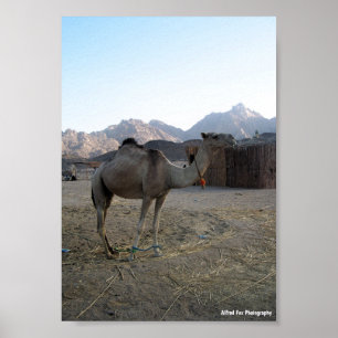 Póster Camello bebé en el desierto