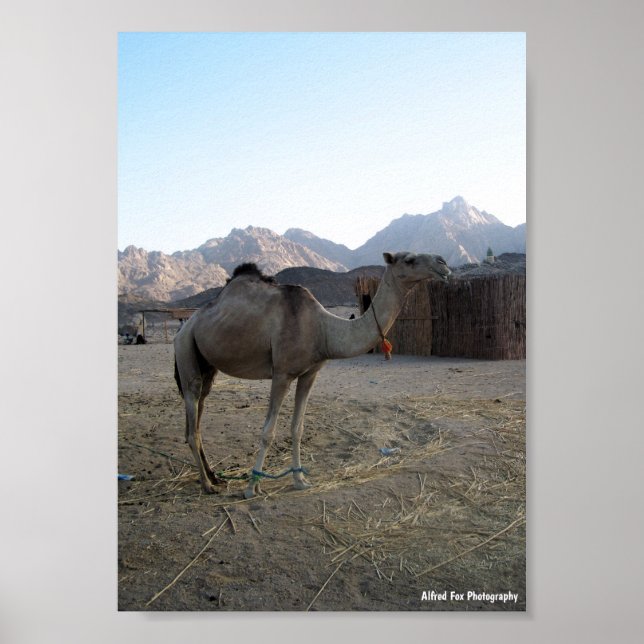 Póster Camello bebé en el desierto (Frente)