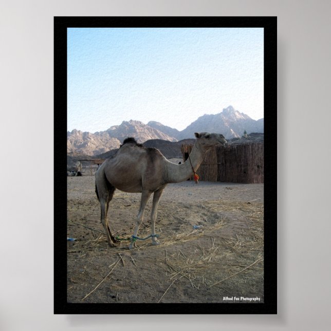 Póster Camello bebé en el desierto (Frente)