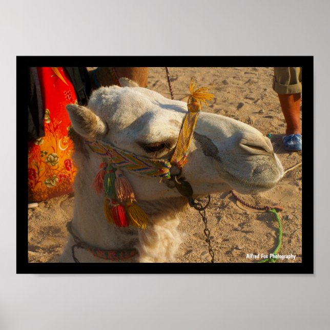 Póster Camello Blanco en Desierto (Frente)