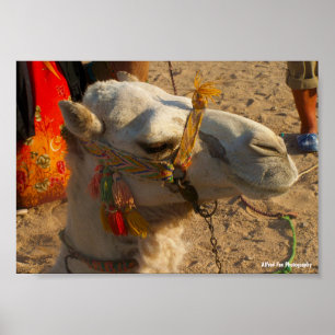 Póster Camello Blanco en Desierto