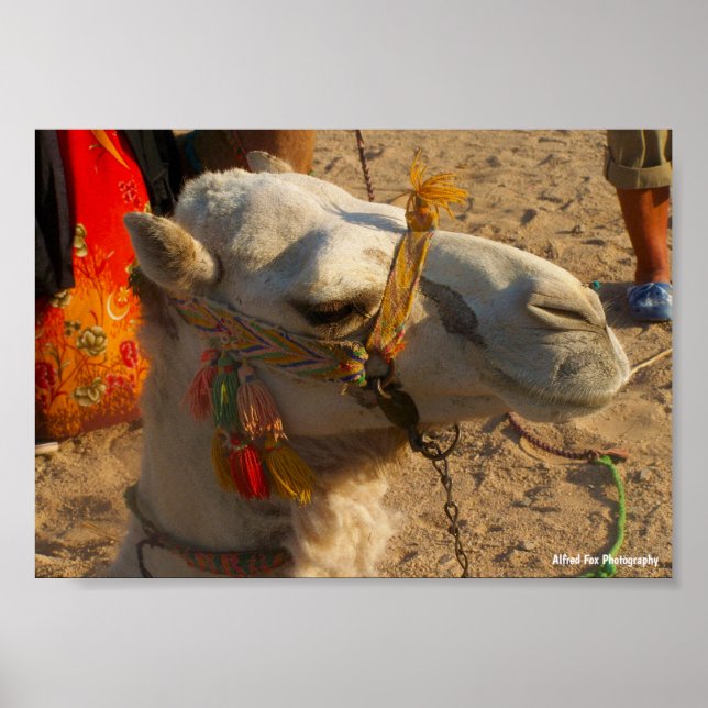 Póster Camello Blanco en Desierto (Frente)