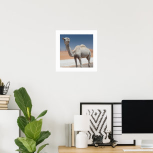 Póster Camello blanco en el desierto bajo un cielo azul c