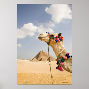 Póster Camello con pirámides Giza, Egipto