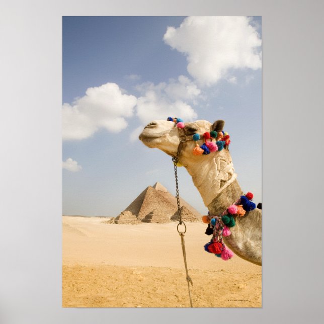 Póster Camello con pirámides Giza, Egipto (Frente)