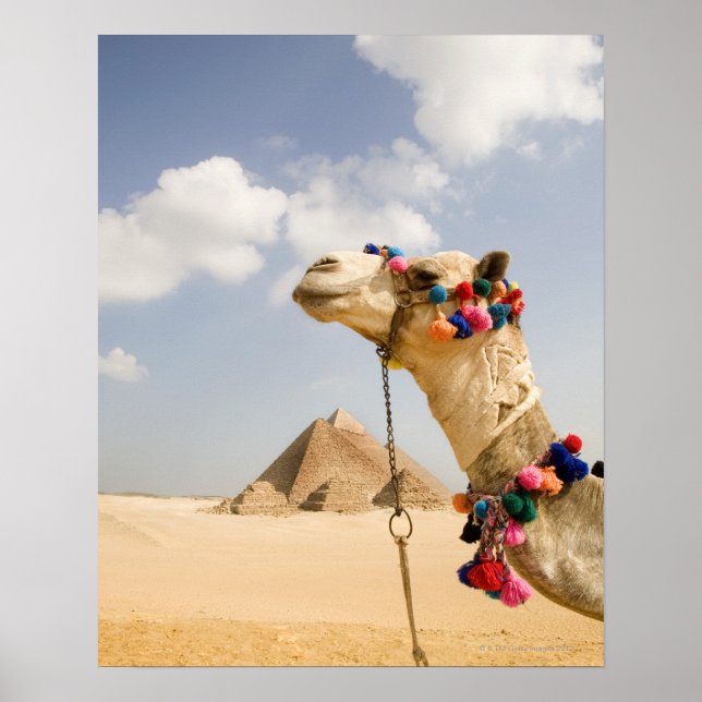 Póster Camello con pirámides Giza, Egipto (Frente)