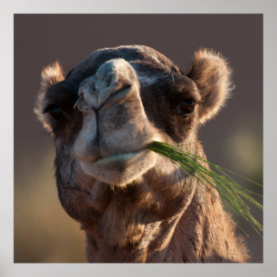 Póster Camello de Hump Day Festejando en hierba verde