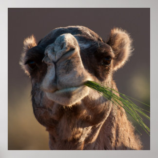 Póster Camello de Hump Day Festejando en hierba verde