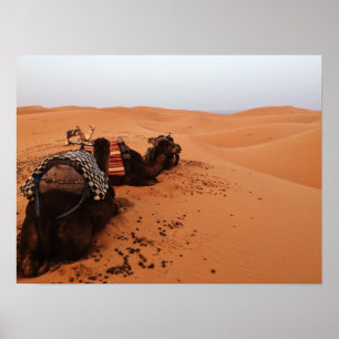 Póster Camello de la parte posterior