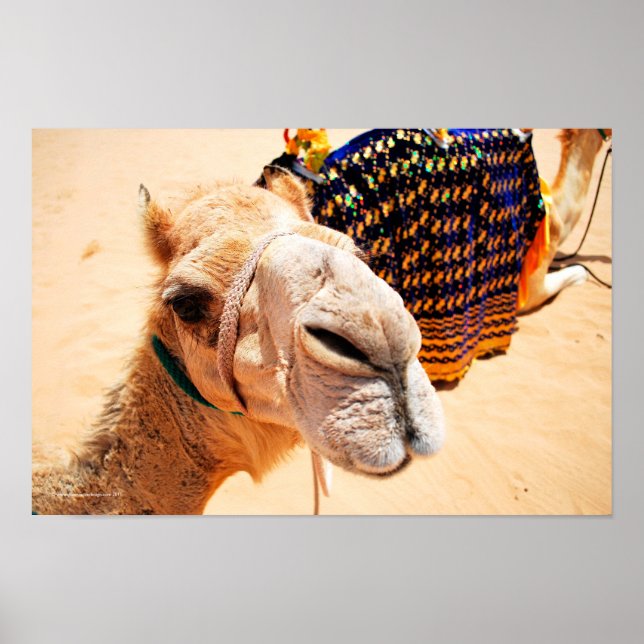 Póster Camello Dromedary de Arabia (Frente)