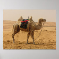 Camello en el desierto