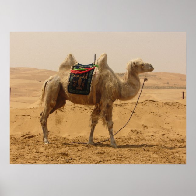 Póster Camello en el desierto (Frente)