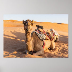 Póster Camello en el desierto de Omán