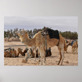 Póster Camello en el desierto. Túnez.