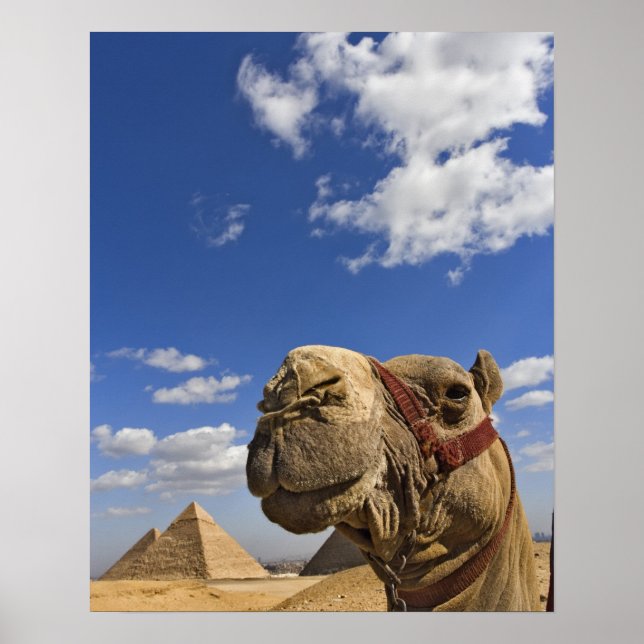 Póster Camello frente a las pirámides de Giza, Egipto, (Frente)