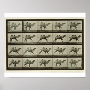 Póster Camello, placa de la "locomoción animal", 1887